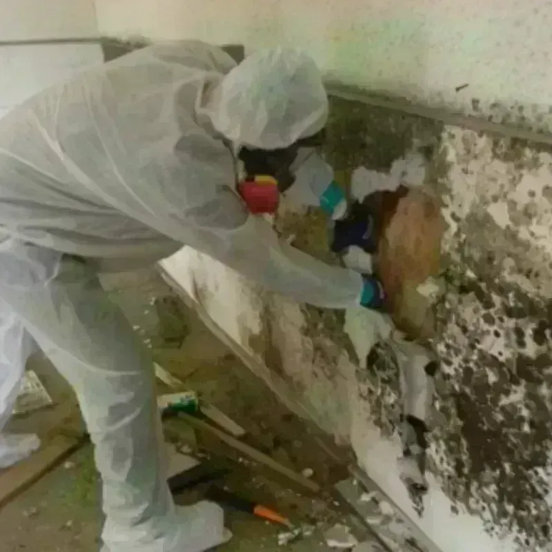 Mold Remediation and Removal in Anna, OH